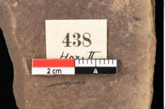 Foto (Detailansicht) von Sparganium acheronticum Unger (NHMW-GEO-2024-0188-0438)